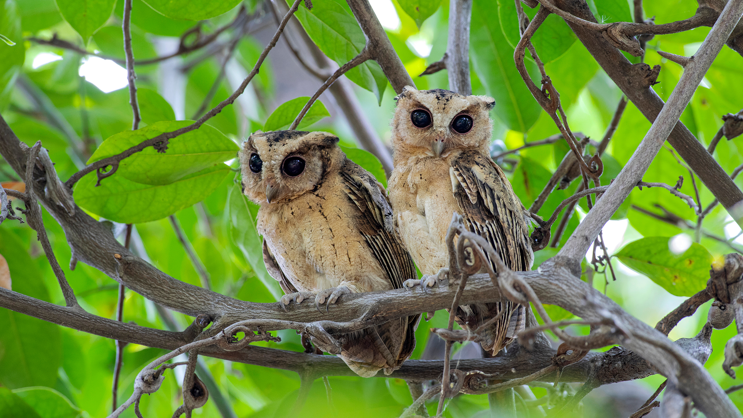 Indian Scops Owl